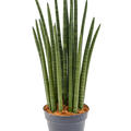 Sansevieria cylindrica 'Tower', Tuff, im 19cm Topf, H�he 70cm, Breite 25cm