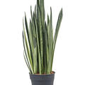 Sansevieria trifasciata 'Bantel', Tuff, im 17cm Topf, H�he 55cm, Breite 25cm