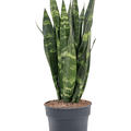 Sansevieria trifasciata 'Black Coral', Tuff, im 19cm Topf, H�he 65cm, Breite 25cm