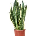 Sansevieria trifasciata 'Futura Superba', Tuff, im 17cm Topf, H�he 60cm, Breite 20cm