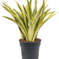 Sansevieria trifasciata 'Lauren', Tuff, im 27cm Topf, H�he 80cm, Breite 40cm