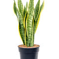 Sansevieria trifasciata 'Laurentii', Tuff, im 21cm Topf, H�he 80cm, Breite 30cm