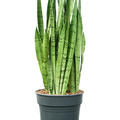 Sansevieria trifasciata 'Silver Mist', Tuff, im 27cm Topf, H�he 80cm, Breite 40cm