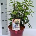 Schattenblume, Fleischbeere 'Winter Gem'