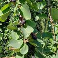 Saskatoon Beere 'Martin', Amelanchier alnifolia 'Martin'
