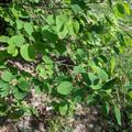 Saskatoon Beere 'Saskablue'�, Amelanchier alnifolia 'Saskablue'�
