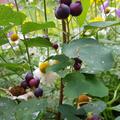 Saskatoon Beere 'Saskalate'�, Amelanchier alnifolia 'Saskalate'�
