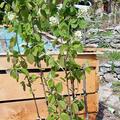 Saskatoonstrauch Luberissima� 'Saskablue'�, Amelanchier alnifolia 'Saskablue'�