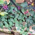 Saskatoonstrauch Luberissima� 'Saskalate'�, Amelanchier alnifolia 'Saskalate'�