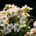 Saxifraga x arendsii 'Schneezwerg'