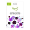 Gartenscabiose, Gemischt (einj�hrig)