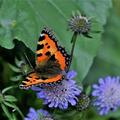 Scabiosa columbaria 'Butterfly Blue', Scabiosa columbaria 'Butterfly Blue'