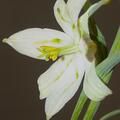Schachbrettblume 'Alba', Fritillaria meleagris 'Alba'