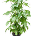 Schefflera actinophylla 'Amate' (150-180), Tuff 3pp, im 30cm Topf, H�he 160cm, Breite 90cm