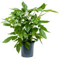 Schefflera actinophylla 'Amate', Tuff, im 21cm Topf, H�he 60cm, Breite 40cm