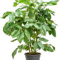 Schefflera actinophylla 'Amate', Tuff, im 28cm Topf, H�he 110cm, Breite 70cm