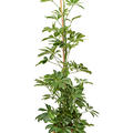 Schefflera arboricola (100-120), Tuff, im 20cm Topf, H�he 110cm, Breite 40cm