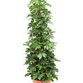 Schefflera arboricola (120-150), Tuff, im 28cm Topf, H�he 135cm, Breite 60cm