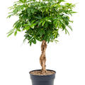 Schefflera arboricola 'Compacta', Stamm geflochten, im 30cm Topf, H�he 120cm, Breite 60cm