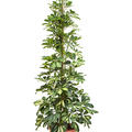 Schefflera arboricola 'Dalton' (130-160), Tuff, im 28cm Topf, H�he 145cm, Breite 60cm
