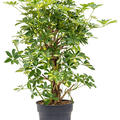 Schefflera arboricola 'Gold Capella', Verzweigt/S�ule, im 30cm Topf, H�he 110cm, Breite 60cm