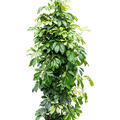 Schefflera arboricola, Tuff, im 24cm Topf, H�he 120cm, Breite 60cm