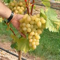 Schlaraffentraube Grosso Arkadia