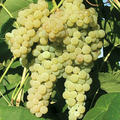 Kernlose Schlaraffentraube White Dream (syn. Lakemont)