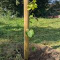 Schlaraffentraube White Dream (kernlos), Vitis vinifera
