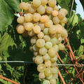 Schlaraffentraube 'White Sky'