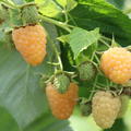 Himbeere, Schlaraffia� 'Golddigger'�, Rubus idaeus