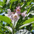 Schmalbl�ttriger Trompetenbaum 'Summer Bells', Chitalpa tashkentensis 'Summer Bells'