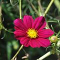 Schmuckk�rbchen (Cosmea) Mischung