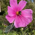 Schmuckk�rbchen 'Sea Shells', Cosmos bipinnatus