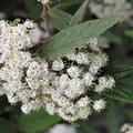 Viburnum rhytidophyllum Schneeball, Runzelbl�ttriger-Schneeball weisse Bl�te