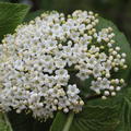 Viburnum lantana Wolliger-Schneeball Bl�te
