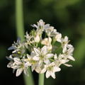 Schnittknoblauch - l�te Detail