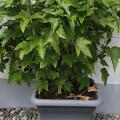 Schwarze Johannisbeere Cassissima� 'Little Black Giant'�, Ribes nigrum