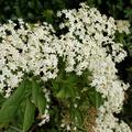 weisse Bl�tendolden