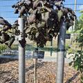 Schwarzer rotbl�ttriger Johannisbeerenhochstamm Black'n'Red� Premiere�, Ribes nigrum