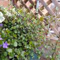 Schwarzfr�chtiger Drahtstrauch (12er Set), Muehlenbeckia axillaris