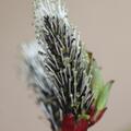 Schwarzk�tzchenweide, Salix gracilistyla Melanostachys