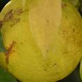 Schweizer Bitterorange, Citrus aurantium 'Virgatum'