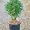 Sciadopitys verticillata (80-90), Pyramide, im 32cm Topf, H�he 85cm, Breite 50cm