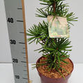 Japanische Schirmtanne 'Green Star'