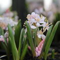 Zweibl�ttriger Blaustern 'Rosea'