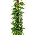 Scindapsus (Epipremnum) 'Aureum', Moosstab 150, im 27cm Topf, H�he 140cm, Breite 40cm
