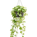 Scindapsus (Epipremnum) 'Global Green', Ranker, im 28cm Topf, H�he 80cm, Breite 60cm