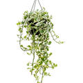 Scindapsus (Epipremnum) 'N'joy', Ampel (40-50), im 22cm Topf, H�he 60cm, Breite 45cm