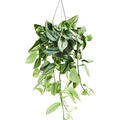Scindapsus (Epipremnum) 'Treubi Silver', Ampel, im 15cm Topf, H�he 35cm, Breite 30cm